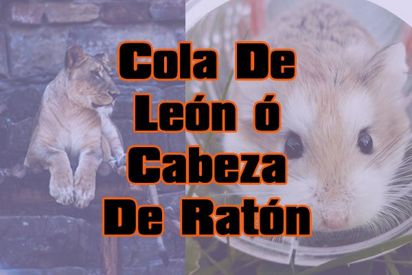 Cola de león o cabeza de ratón